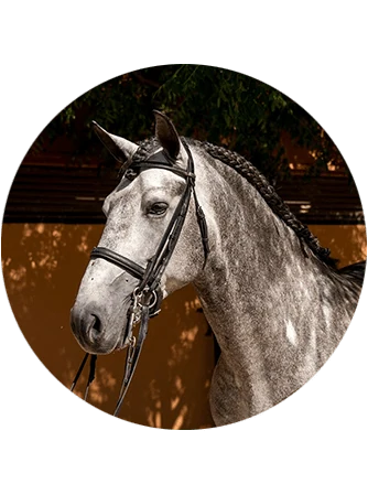 Caballo Kammassaka