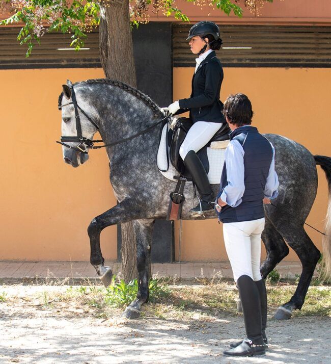 Caballo Armani Entrenamiento