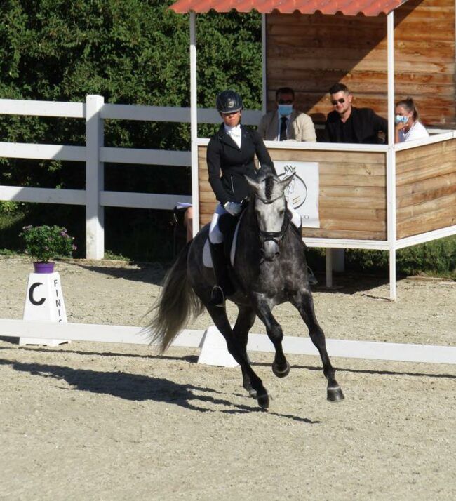 Caballo Armani Prueba