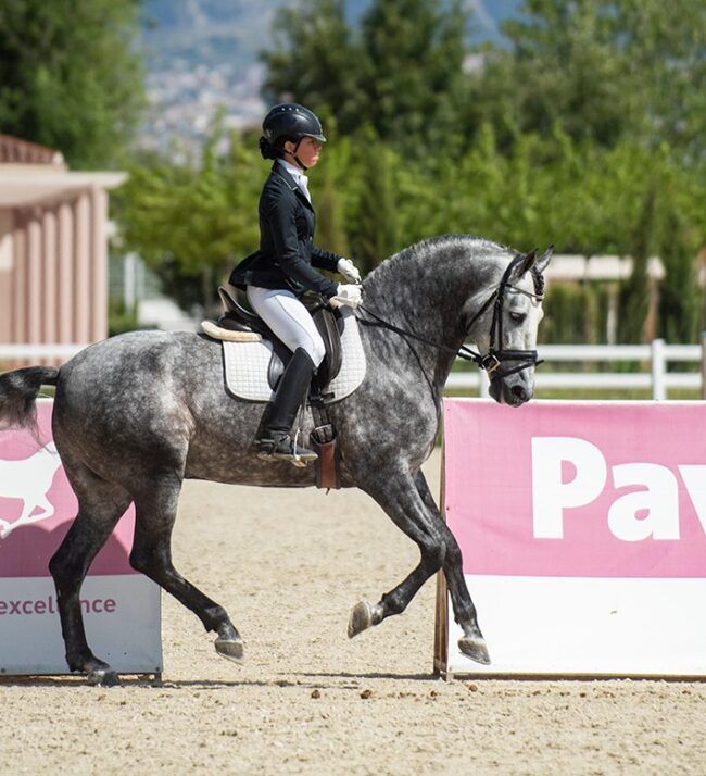 Caballo Armani Doma