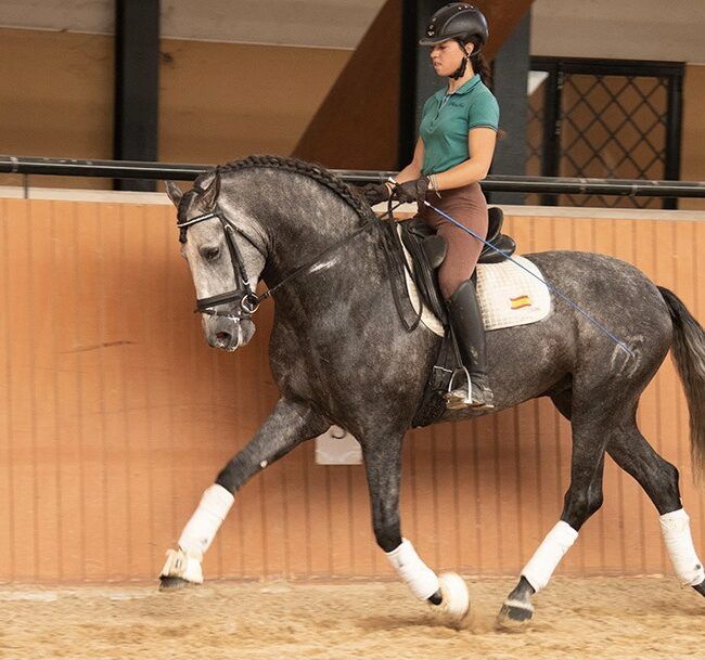 Caballo Armani 4