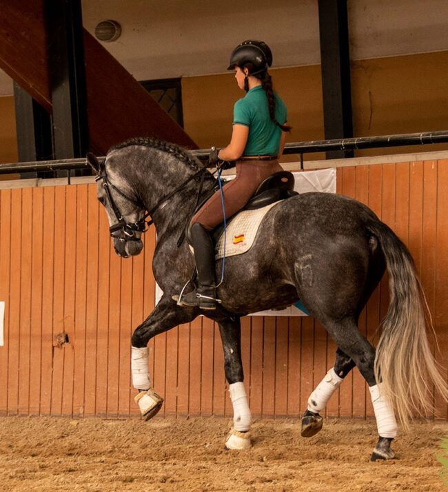Caballo Armani 2
