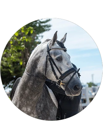 Caballo Armani