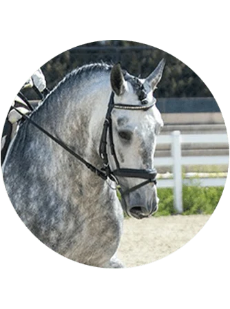 Caballo Krispo